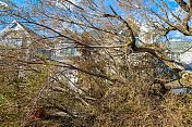 飓风伤害-倒下的树