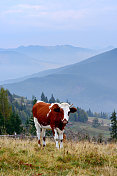 孤独的小公牛在乡村山区景观