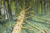 在克罗地亚的Plitvice，清澈的春天湖泊和枯树