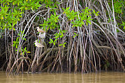 哥斯达黎加红树林中的鸟类