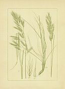 毛和直立雀麦|古董花卉插图
