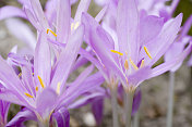 秋番红花、草甸藏红花