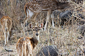 Chital在ranthambore, NP，印度