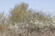 黑刺李在白色的春天开花