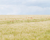 红色的罂粟在随风飘动的大麦地里格外显眼