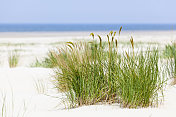 海滩沙丘上的一簇草