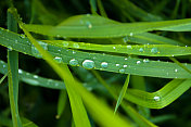 草与雨滴