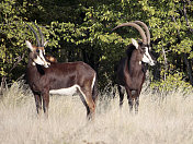 Two male Sable antelopes