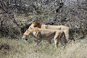 瘦狮和雌狮在交配周期