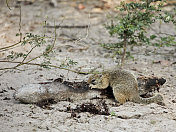 Tree Squirrel - Paraxerus cepapi