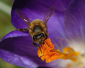 为一株紫色野生番红花授粉的蜜蜂