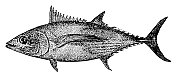 长鳍金枪鱼|古董动物插图