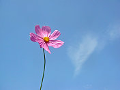 蓝色的天空映衬着粉红色的宇宙花