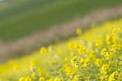 油菜田三色层