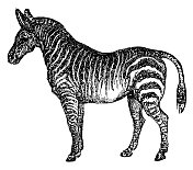 斑马|古董动物插图