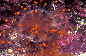 橙色球海葵