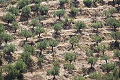 山坡橄榄树种植园(XXXL)