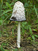 蘑菇蓬松的鬃毛