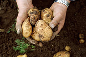 土豆和农夫手