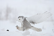 雪鸮