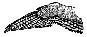 鹰翼|古董鸟插图