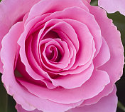 粉色花园玫瑰(细节)