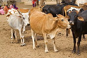 东非肯尼亚马萨伊地区的瘤牛