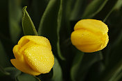湿黄色郁金香
