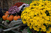 黄色的花园菊花和南瓜丰收展示秋天
