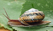 葡萄藤叶子上的蜗牛