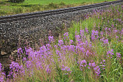 铁路沿线的杂草。