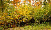 年轻的森林在秋天的背景