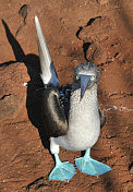 只蓝鲣鸟,加拉帕戈斯群岛