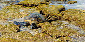绿海龟在熔岩岩石上休息