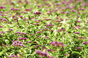 日本Spiraea