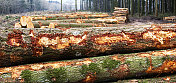 为木材而砍伐的树木