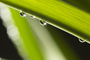 带雨滴的叶子