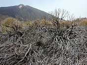 特内里费加那利群岛泰德火山下的干燥植物