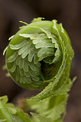 单蕨类植物特写