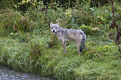 灰狼在鱼溪