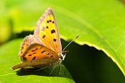 小铜蝴蝶，英国