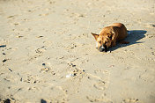 沙滩上的混血狗