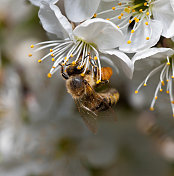 樱花上忙碌的蜜蜂