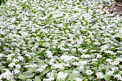 野生大蒜(Allium ursinum)植物森林