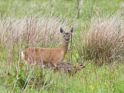 雌性狍子(Capreolus_capreolus)和两只小鹿