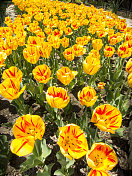 明亮的黄色和红色郁金香展示它们的春天色彩