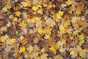 地上的秋叶。