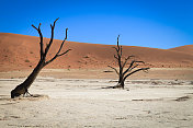 非洲纳米比亚Deadvlei地区的枯树