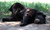 睡姿滑稽的黑熊。