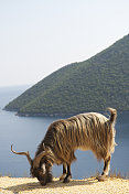 毛茸茸的希腊山羊与地中海岛屿背景